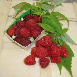 Framboisier MARASTAR ® Cov MA 2920 (remontant) -Jardin Entretien Magasin 6213b framboisier marastar marionnet t1000 1