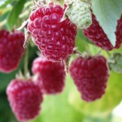 Framboisier Sumo 2 (remontant)