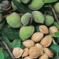 Amandier ALL IN ONE ®