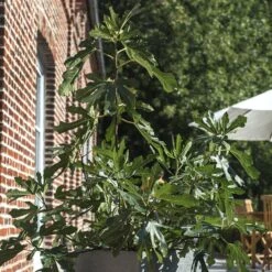 Figuier Nain FIGALITY ® 'Little Miss Figgy' Gamme FRUITALITY ® -Jardin Entretien Magasin 6508b figality3 seb.jarryt1000b