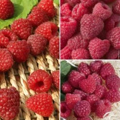 Collection De 9 Framboisiers