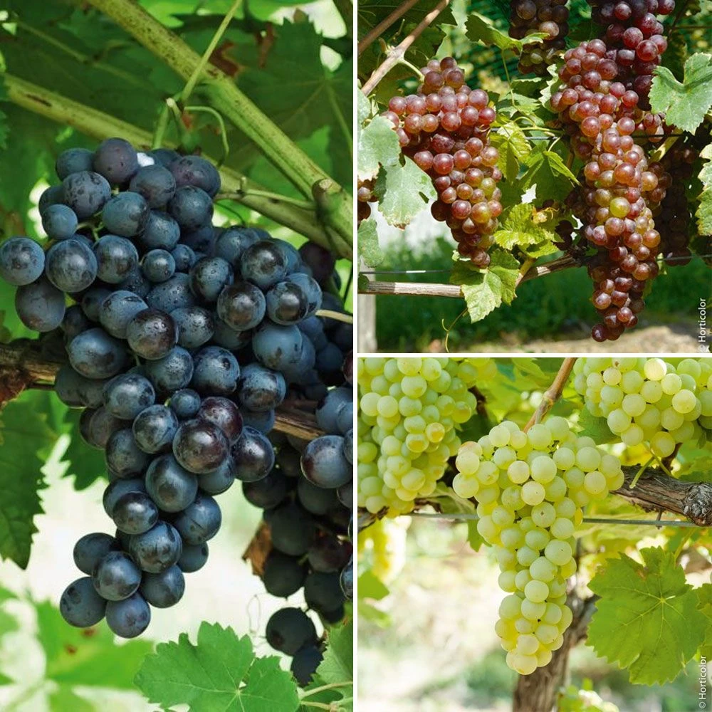 Collection De 3 Vignes : 1 Chasselas Doré + 1 Chasselas Rosé + 1 Muscat De Hambourg 1 Collection De 3 Vignes : 1 Chasselas Doré + 1 Chasselas Rosé + 1 Muscat De Hambourg