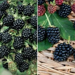 Collection De 2 Mûriers Ou Ronces à Fruits