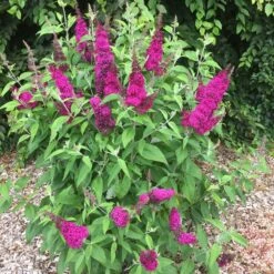 Arbre à Papillons, Buddleia Ou Buddleja Davidii Funky Fuchsia TM ‘Piibd-II’ -Jardin Entretien Magasin 8000 buddleia funky fuchsia 3 t1000