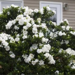 Gardénia Crown Jewel