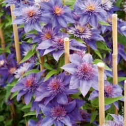 Clématite Ou Clematis X ‘Multiblue’ -Jardin Entretien Magasin 8010 cl matite multiblue hi