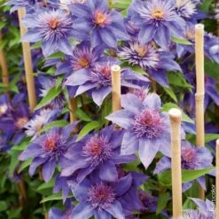 Clématite Ou Clematis X ‘Multiblue’