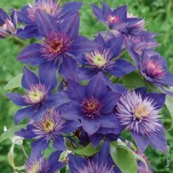 Clématite Ou Clematis X ‘Multiblue’ -Jardin Entretien Magasin 8010 cl matite multiblue taille1000 ho