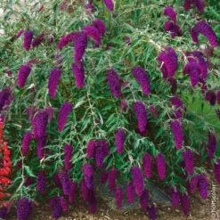 Collection Pour Un Massif Parfumé -Jardin Entretien Magasin 8015 8935 buddleia nain nanho purple ho t1000 1