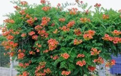 Bignone Ou Campsis X Tagliabuana 'Madame Galen' -Jardin Entretien Magasin 8016 web 1