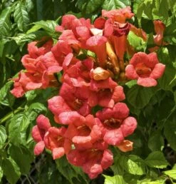 Bignone Ou Campsis X Tagliabuana 'Madame Galen' -Jardin Entretien Magasin 8016 web 2