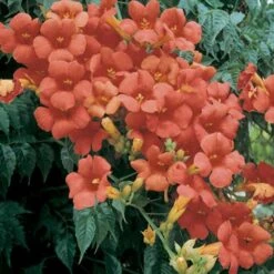 Bignone Ou Campsis X Tagliabuana 'Madame Galen' -Jardin Entretien Magasin 8016b campsis madame galen t1000