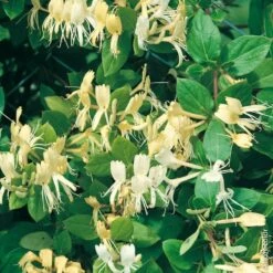 Chèvrefeuille Du Japon Ou Lonicera Japonica 'Halliana'