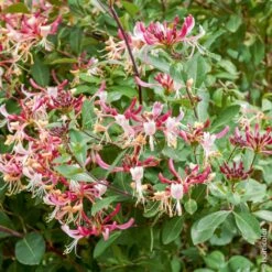 Chèvrefeuille Du Japon Ou Lonicera Japonica 'Chinensis' -Jardin Entretien Magasin 8019 ch vrefeuille japonica chinensis taille1000 ho