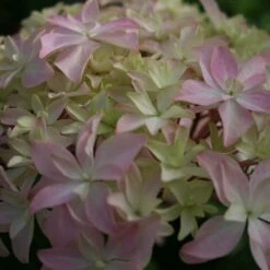 Hortensia Ou Hydrangea Macrophylla YOU & ME ® Inspire -Jardin Entretien Magasin 8027a hortensia you and me inspire t1000