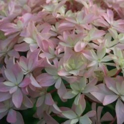 Hortensia Ou Hydrangea Macrophylla YOU & ME ® Inspire -Jardin Entretien Magasin 8027d hortensia you and me inspire t1000