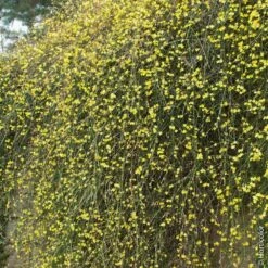Jasmin D'hiver Ou Jasminum Nudiflorum -Jardin Entretien Magasin 8033 jasmin d hiver hi
