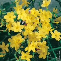 Jasmin D'hiver Ou Jasminum Nudiflorum