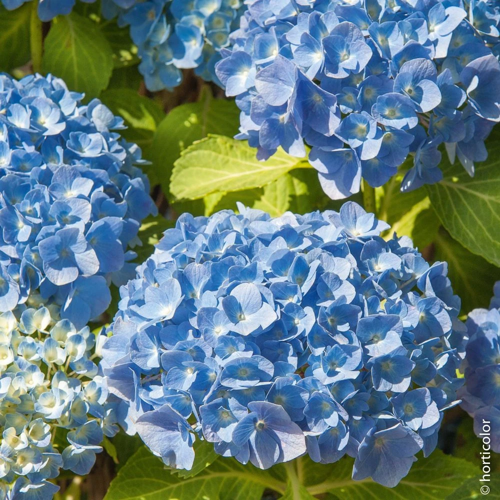 Hortensia Ou Hydrangea Macrophylla 'Bodensee' 2 Hortensia Ou Hydrangea Macrophylla 'Bodensee' – Image 2