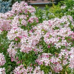 Oranger Du Mexique, Choisya Ternata 'Apple Blossom'