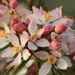 Oranger Du Mexique, Choisya Ternata 'Apple Blossom' -Jardin Entretien Magasin 8042a choisya ternata apple blossom t1000 1