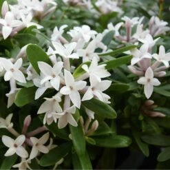 Daphné Eternal Fragrance -Jardin Entretien Magasin 8044a daphn eternal fragrance t1000