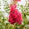 Lagerstroemia Petite Red Ou Lilas Des Indes