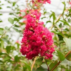 Lagerstroemia Petite Red Ou Lilas Des Indes