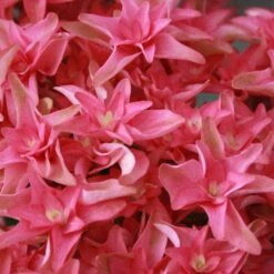 Hortensia Ou Hydrangea Macrophylla YOU & ME ® Princess Diana 'H213' 8 Hortensia Ou Hydrangea Macrophylla YOU & ME ® Princess Diana 'H213' -Jardin Entretien Magasin 8053 hortensia macrophylla you me princess diana boos t1000