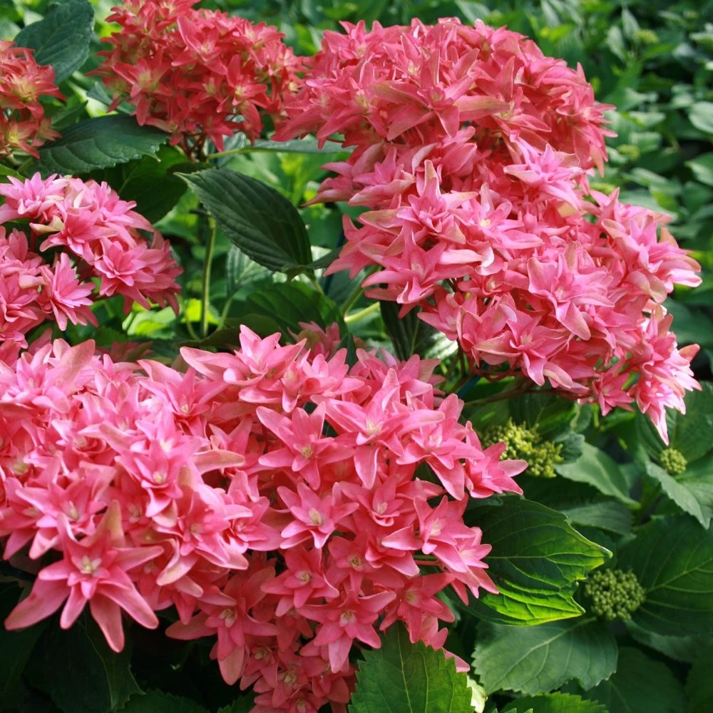 Hortensia Ou Hydrangea Macrophylla YOU & ME ® Princess Diana 'H213' 5 Hortensia Ou Hydrangea Macrophylla YOU & ME ® Princess Diana 'H213' – Image 5