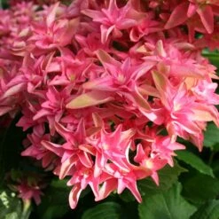 Hortensia Ou Hydrangea Macrophylla YOU & ME ® Princess Diana 'H213' 7 Hortensia Ou Hydrangea Macrophylla YOU & ME ® Princess Diana 'H213' -Jardin Entretien Magasin 8053d hortensia macrophylla you me princess diana boos t1000