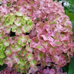 Hortensia Ou Hydrangea Macrophylla ‘Valvert’ Cov 9 Hortensia Ou Hydrangea Macrophylla ‘Valvert’ Cov -Jardin Entretien Magasin 8066b hortensia macrophylla valvert boos t1000