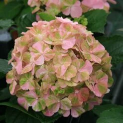 Hortensia Ou Hydrangea Macrophylla ‘Valvert’ Cov 7 Hortensia Ou Hydrangea Macrophylla ‘Valvert’ Cov -Jardin Entretien Magasin 8066c hortensia macrophylla valvert boos t1000