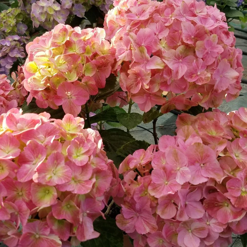 Hortensia Ou Hydrangea Macrophylla ‘Valvert’ Cov 2 Hortensia Ou Hydrangea Macrophylla ‘Valvert’ Cov – Image 2