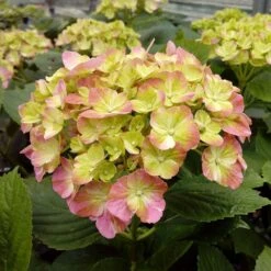 Hortensia Ou Hydrangea Macrophylla ‘Valvert’ Cov 8 Hortensia Ou Hydrangea Macrophylla ‘Valvert’ Cov -Jardin Entretien Magasin 8066e hortensia macrophylla valvert boos t1000