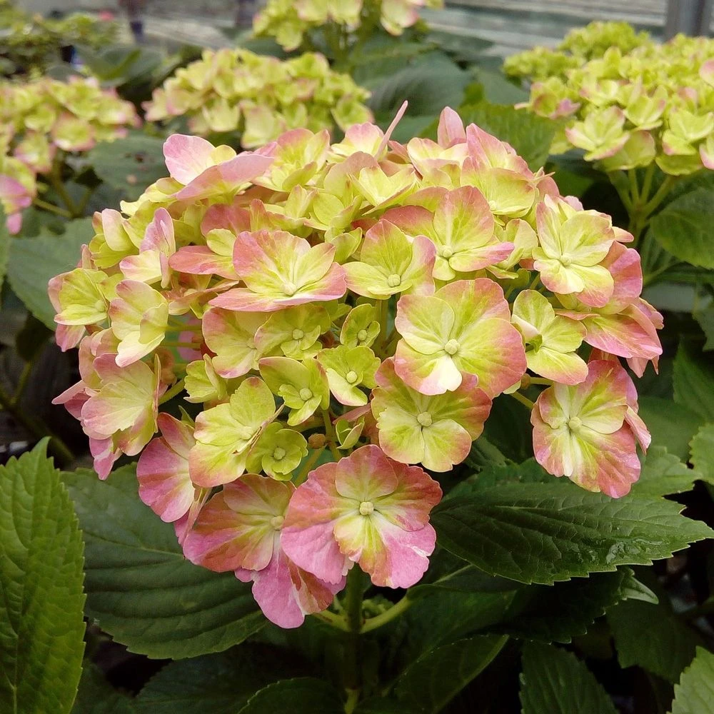 Hortensia Ou Hydrangea Macrophylla ‘Valvert’ Cov 4 Hortensia Ou Hydrangea Macrophylla ‘Valvert’ Cov – Image 4