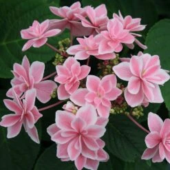Hortensia Macrophylla Ou Hydrangea Macrophylla 'Tinkerbell'