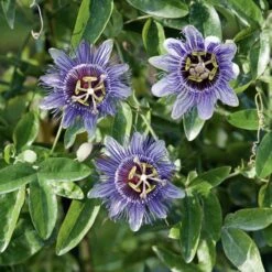 Passiflore Purple Haze