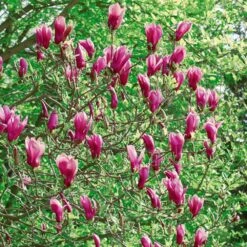 Magnolia Susan -Jardin Entretien Magasin 8072 magnolia susan t1000