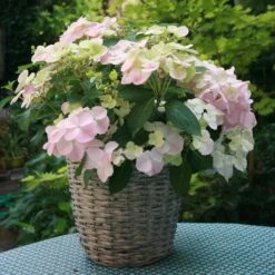 Hortensia Hybride Ou Hydrangea X Scandens FRENCH BOLERO ®