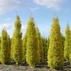 Arbre Aux Quarante écus Ou Ginkgo Biloba 'Blagon' -Jardin Entretien Magasin 8087a ginko biloba blagon t1000