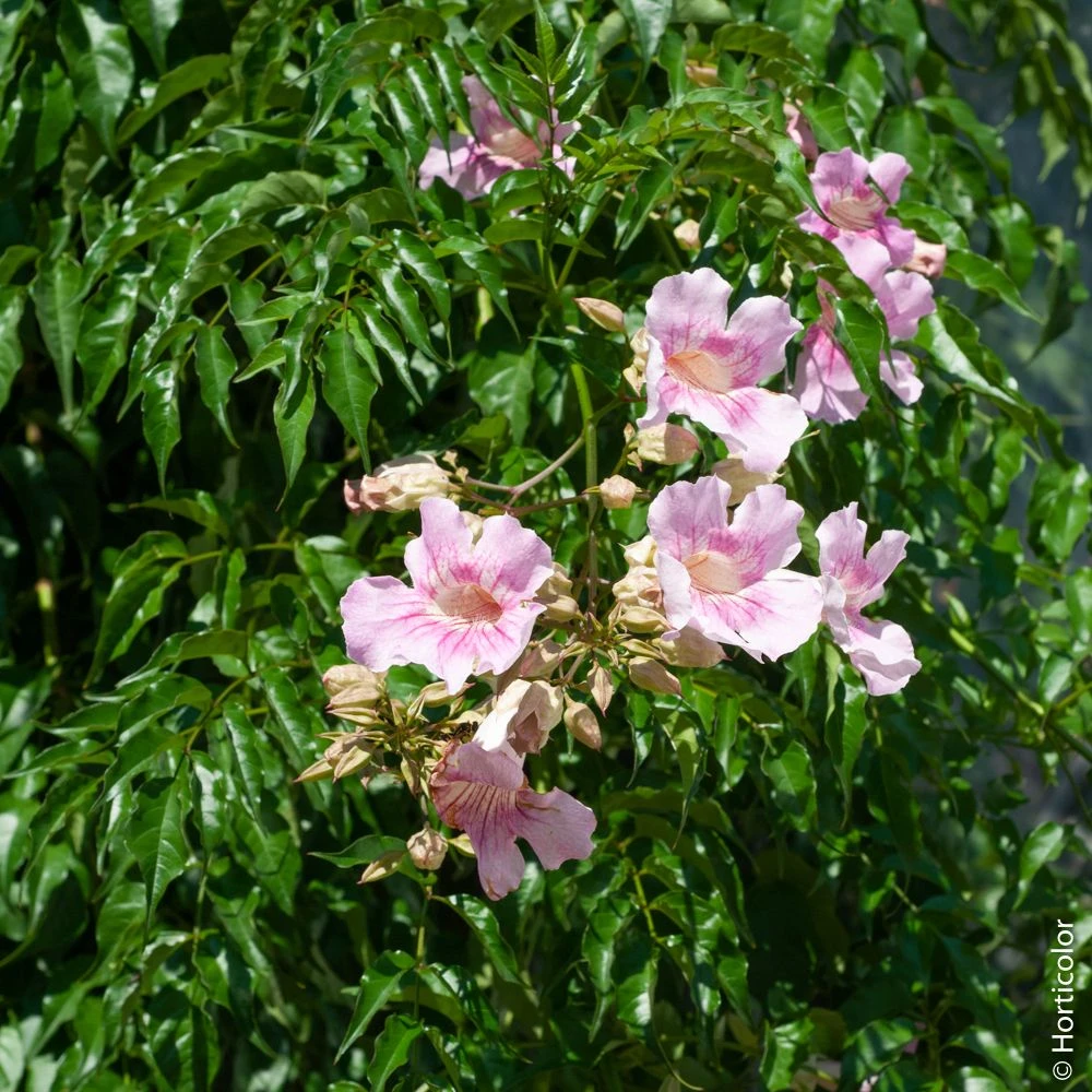 Podranea Ricasoliana, Bignone Rose Ou Liane Orchidée 2 Podranea Ricasoliana, Bignone Rose Ou Liane Orchidée – Image 2