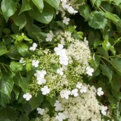 Hortensia Grimpant Ou Hydrangea Petiolaris -Jardin Entretien Magasin 8090 hortensia grimpant hi