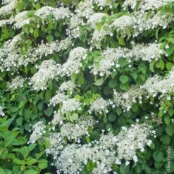 Hortensia Grimpant Ou Hydrangea Petiolaris -Jardin Entretien Magasin 8090 hortensia grimpant taille1000 ho
