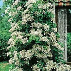 Hortensia Grimpant Ou Hydrangea Petiolaris -Jardin Entretien Magasin 8090a hortensia grimpant t1000