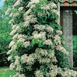 Hortensia Grimpant Ou Hydrangea Petiolaris -Jardin Entretien Magasin 8090a hortensia grimpant t1000 1