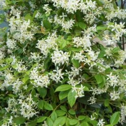 Jasmin Etoilé Ou Trachelospermum Jasminoides -Jardin Entretien Magasin 8099 jasmin etoil taille1000 ho