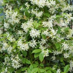 Jasmin Etoilé Ou Trachelospermum Jasminoides