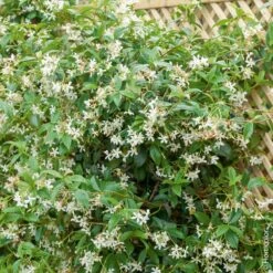 Jasmin Etoilé Ou Trachelospermum Jasminoides -Jardin Entretien Magasin 8099a jasmin etoil hi