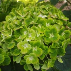 Hortensia Ou Hydrangea Macrophylla Green EVER BELLES ® Hortmagreclo -Jardin Entretien Magasin 8100hydrangea mac green ever belles sapho chez abjp 20200717 152458 1000